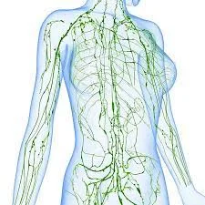 limfa 1